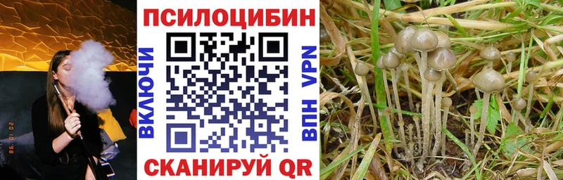 KRAKEN ТОР  Тимашёвск  Псилоцибиновые грибы Cubensis 